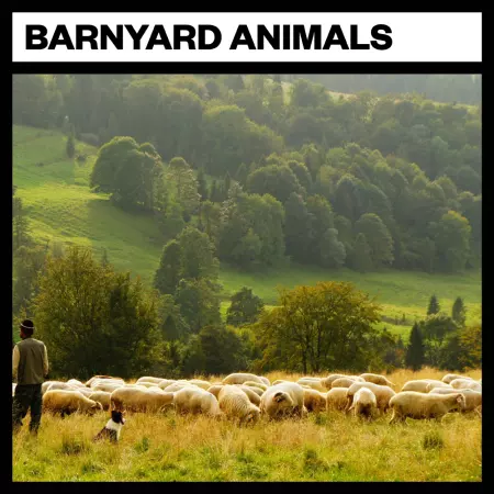 Big Room Sound Barnyard Animals WAV